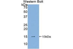 Western Blotting (WB) image for anti-PDGF-AA Homodimer (AA 90-190) antibody (ABIN1860154) (PDGF-AA Homodimer (AA 90-190) Antikörper)