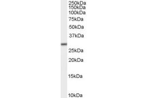 ABIN185209 staining (2µg/ml) of K562 lysate (RIPA buffer, 35µg total protein per lane).
