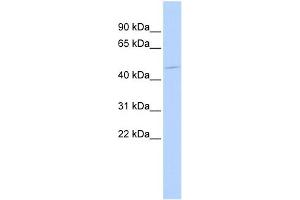 WB Suggested Anti-HSFX1 Antibody Titration:  0. (HSFX1 Antikörper  (Middle Region))