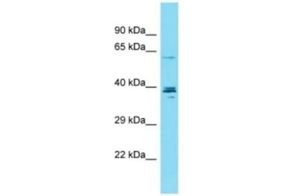 CCDC149 Antikörper  (C-Term)