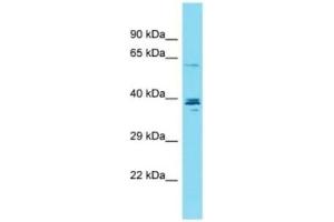 CCDC149 Antikörper  (C-Term)