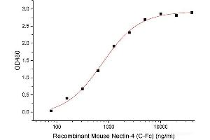 ELISA image for Poliovirus Receptor-Related 4 (PVRL4) (Active) protein (Fc Tag) (ABIN7320868) (PVRL4 Protein (Fc Tag))