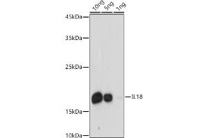 Western blot analysis of extracts of Recombinant Human IL-18 Protein, using IL18 antibody (ABIN3021464, ABIN3021465, ABIN3021466 and ABIN1513081) at 1:1000 dilution. (IL-18 Antikörper  (AA 37-193))