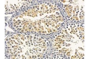 Flt3/CD135 Mouse Monoclonal Antibody at 1/100 staining mouse testis tissue by IHC-P. (FLT3 Antikörper  (C-Term))