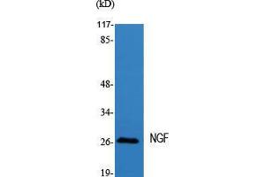 Western Blot (WB) analysis of specific cells using NGF Polyclonal Antibody. (Nerve Growth Factor Antikörper  (Internal Region))