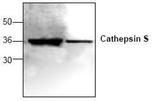 Image no. 1 for anti-Cathepsin S (CTSS) antibody (ABIN155104) (Cathepsin S Antikörper)