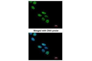 ICC/IF Image Immunofluorescence analysis of paraformaldehyde-fixed A431, using NOVA1, antibody at 1:200 dilution. (NOVA1 Antikörper  (C-Term))