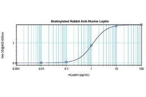 Image no. 1 for anti-Leptin (LEP) antibody (Biotin) (ABIN465756) (Leptin Antikörper  (Biotin))