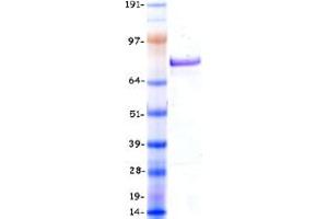 Validation with Western Blot (AF9 Protein (Myc-DYKDDDDK Tag))