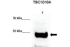 Human sperm extract (TBC1D10A Antikörper  (C-Term))