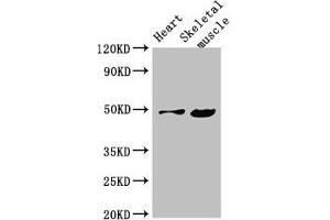 Western Blot Positive WB detected in: Mouse heart tissue, Mouse skeletal muscle tissue All lanes: EDNRB antibody at 4 μg/mL Secondary Goat polyclonal to rabbit IgG at 1/50000 dilution Predicted band size: 50, 49, 60 kDa Observed band size: 50 kDa (EDNRB Antikörper  (AA 27-101))