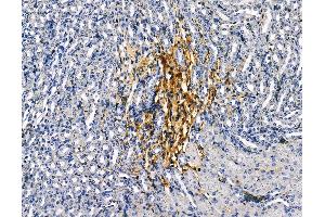ABIN6260453 and ABIN6279232 at 1/100 staining mouse kidney tissue by IHC-P.