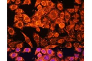 Immunofluorescence analysis of HeLa cells using AMPKa1/AMPKa2 Polyclonal Antibody at dilution of 1:100 (40x lens). (PRKAA1/PRKAA2 Antikörper)