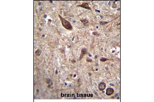PTN Antibody (C-term) (ABIN656197 and ABIN2845519) immunohistochemistry analysis in formalin fixed and paraffin embedded human brain tissue followed by peroxidase conjugation of the secondary antibody and DAB staining. (Pleiotrophin Antikörper  (C-Term))