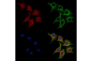 ABIN7094797 and ABIN7098848 staining HepG2 cells by IF/ICC. (TIMD4 Antikörper  (Internal Region))