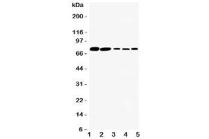 Western blot testing of SGLT1 antibody and Lane 1:  rat kidney (SLC5A1 Antikörper  (C-Term))