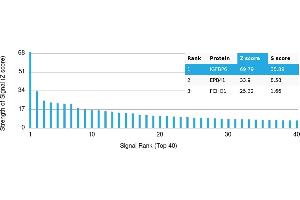 Protein Array (PAr) image for anti-Insulin-Like Growth Factor Binding Protein 6 (IGFBP6) antibody (ABIN7455978) (IGFBP6 Antikörper)