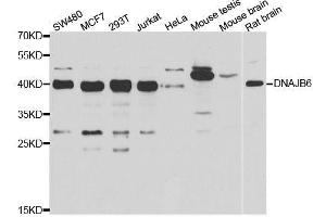 Western blot analysis of extracts of various cell lines, using DNAJB6 antibody. (DNAJB6 Antikörper  (AA 177-326))