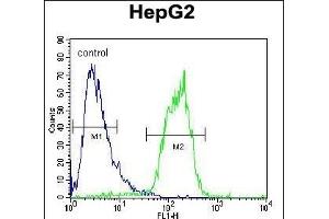 ACOT11 Antibody (C-term) (ABIN654089 and ABIN2843976) flow cytometric analysis of HepG2 cells (right histogram) compared to a negative control cell (left histogram).