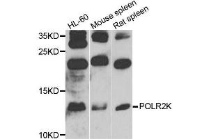 Western blot analysis of extracts of various cell lines, using POLR2K antibody (ABIN6003568) at 1/1000 dilution. (POLR2K Antikörper)