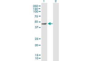 Western Blot analysis of FOXP3 expression in transfected 293T cell line by FOXP3 MaxPab polyclonal antibody. (FOXP3 Antikörper  (AA 1-431))