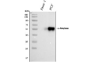 anti-Amylase, alpha 1A (Salivary) (AMY1A) (AA 30-44), (N-Term) antibody
