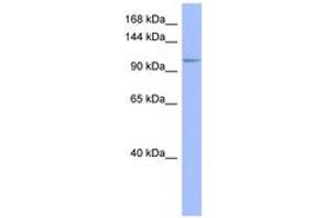 Image no. 1 for anti-MutS Homolog 4 (E. Coli) (MSH4) (AA 863-912) antibody (ABIN6741641) (MSH4 Antikörper  (AA 863-912))