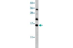 Western blot analysis of mouse kidney tissue lysate (35 ug/lane) with HRK polyclonal antibody . (HRK Antikörper  (AA 30-50))