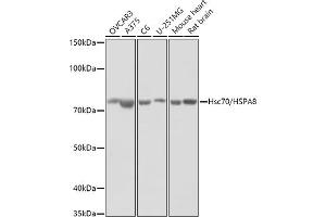 Western blot analysis of extracts of various cell lines, using (ABIN3016123, ABIN3016124, ABIN3016125 and ABIN6219558) at 1:1000 dilution. (Hsc70 Antikörper  (AA 1-300))