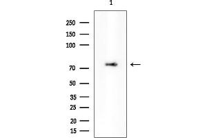 anti-Phospholipase C zeta 1 (PLCz1) antibody
