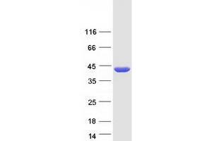 Western Blotting (WB) image for Branched Chain Amino-Acid Transaminase 2, Mitochondrial (BCAT2) protein (Myc-DYKDDDDK Tag) (ABIN2715185)