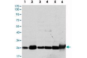 Western blot analysis using GSTM1 monoclonal antibody, clone 1H4A4  against COS-7 (1) , MCF-7 (2) , Jurkat (3) , HeLa (4) , HL7702 (5) and HepG2 (6) cell lysate.