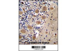 AFG3L2 Antibody immunohistochemistry analysis in formalin fixed and paraffin embedded human cerebellum tissue followed by peroxidase conjugation of the secondary antibody and DAB staining. (AFG3L2 Antikörper  (N-Term))