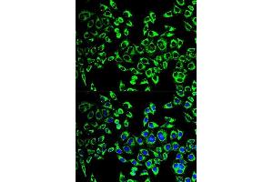 Immunofluorescence (IF) image for anti-Heat Shock 60kDa Protein 1 (Chaperonin) (HSPD1) (AA 27-240) antibody (ABIN3021182)