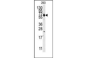 Image no. 1 for anti-Thyroid Hormone Receptor Interactor 13 (TRIP13) (N-Term) antibody (ABIN358019) (TRIP13 Antikörper  (N-Term))