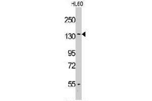 Western blot analysis of VARS polyclonal antibody  in HL-60 cell line lysates (35 ug/lane). (VARS Antikörper  (Internal Region))