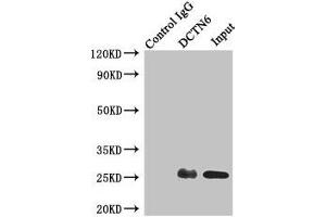 Immunoprecipitating DCTN6 in A549 whole cell lysate Lane 1: Rabbit control IgG instead of (1 μg) instead of ABIN7150823 in A549 whole cell lysate. (DCTN6 Antikörper  (AA 1-190))