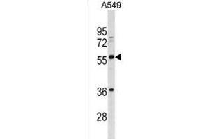 BTN2A3 Antibody (Center) (ABIN1538256 and ABIN2838251) western blot analysis in A549 cell line lysates (35 μg/lane). (BTN2A3P Antikörper  (AA 293-319))
