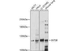 Western blot analysis of extracts of various cell lines, using INTS8 antibody (ABIN7267915) at 1:1000 dilution. (INTS8 Antikörper  (AA 150-250))
