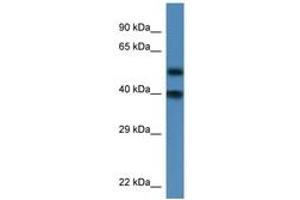 Image no. 1 for anti-Nucleoporin 37kDa (NUP37) (AA 53-102) antibody (ABIN6746266) (NUP37 Antikörper  (AA 53-102))
