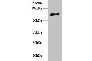 Western blot All lanes: ARMCX2 antibody at 5 μg/mL + MCF-7 whole cell lysate Secondary Goat polyclonal to rabbit IgG at 1/10000 dilution Predicted band size: 66 kDa Observed band size: 66 kDa (ARMCX2 Antikörper  (AA 161-460))
