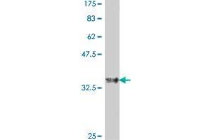 Western Blot detection against Immunogen (36.