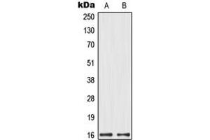 Western blot analysis of MRPL14 expression in HeLa (A), HEK293 (B) whole cell lysates. (MRPL14 Antikörper  (C-Term))