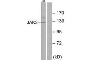 Western blot analysis of extracts from Jurkat cells, using JAK3 (Ab-785) Antibody. (JAK3 Antikörper  (AA 751-800))