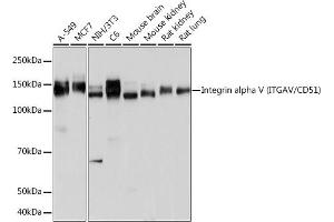 Western blot analysis of extracts of various cell lines, using Integrin alpha V (ITGAV/CD51) (ITGAV/CD51) antibody (ABIN7267922) at 1:1000 dilution. (CD51 Antikörper)