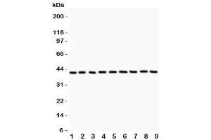 Western blot testing of Annexin A1 antibody and Lane 1:  HEPG2