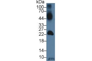 Western Blot; Sample: Mouse Testis lysate; Primary Ab: 3µg/ml Rabbit Anti-Human GLUT14 Antibody Second Ab: 0.