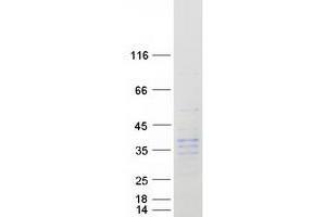 Validation with Western Blot (Kallikrein 9 Protein (KLK9) (Myc-DYKDDDDK Tag))