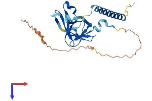 OIP5 Protein (AA 1-229) (His tag)