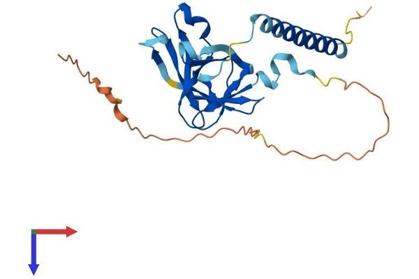OIP5 Protein (AA 1-229) (His tag)